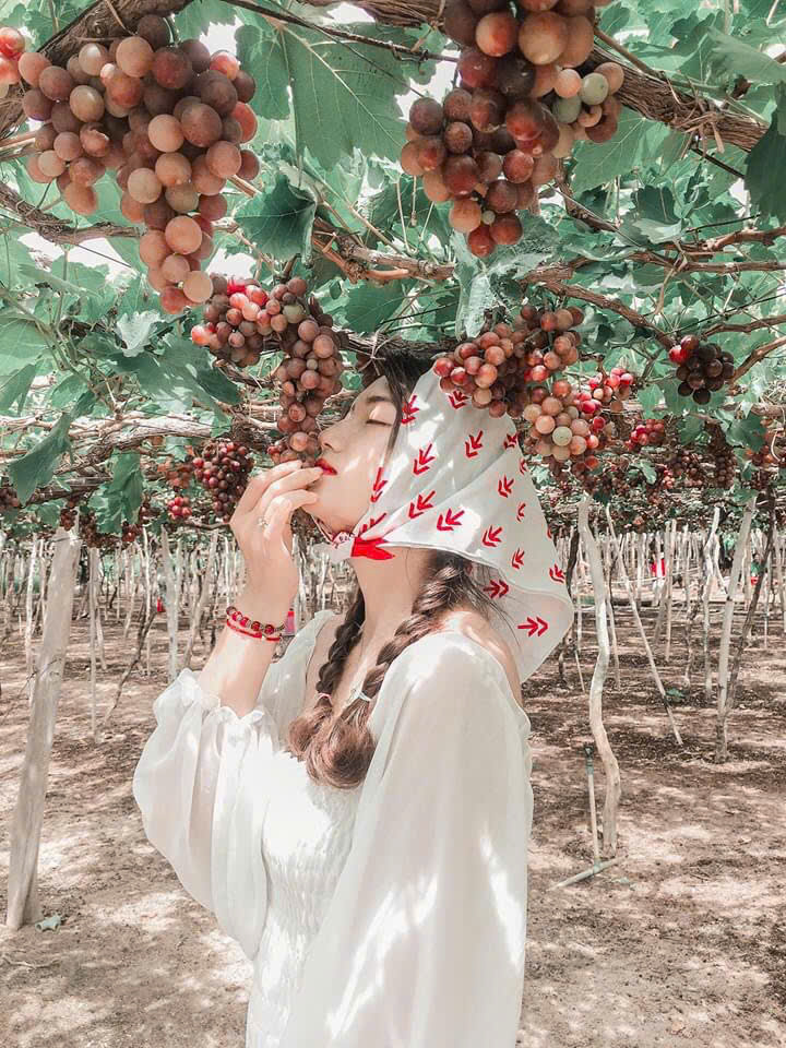 tour đảo bình hưng vườn nho đồng cừu